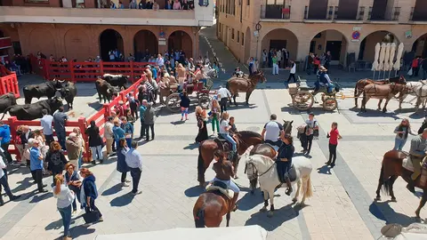 Trashumancia 2022 en Villafranca 4