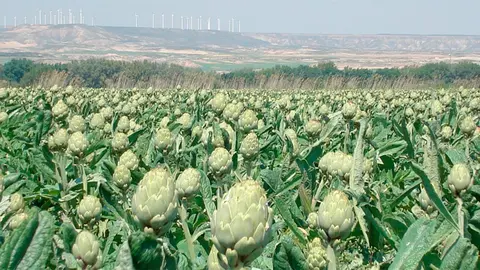Alcachofa IGP verdura