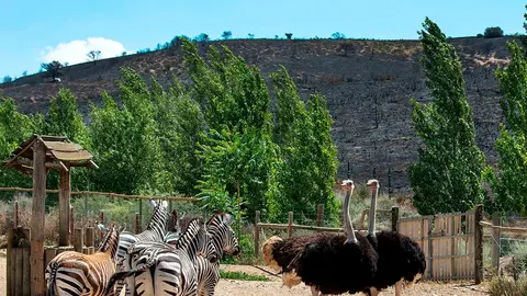 Cebras, avestruces, eland Sendaviva