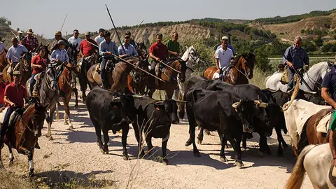 Larraga Fiesta Vaca Brava 2022 1