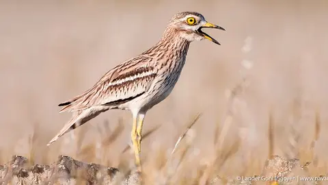 En el interior de las Bardenas se esconden interesantes muestras de fauna y flora esteparia, como este Alcarav&aacute;n