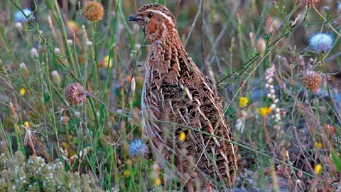 Informe Coturnix 2021 1