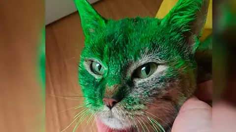 Gata Caso Maltrato Animal Lana en Cascante CER