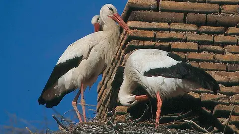 Que sus nidos pueden alcanzar una tonelada de peso, o que las cig&uuml;e&ntilde;as pueden llegar a poner hasta siete huevos, son solamente algunas de las curiosidades de esta popular especie