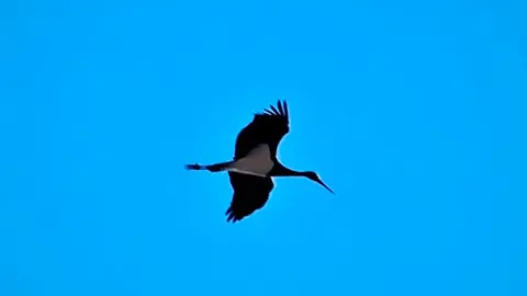 Ciconia negra cig&uuml;e&ntilde;a 1