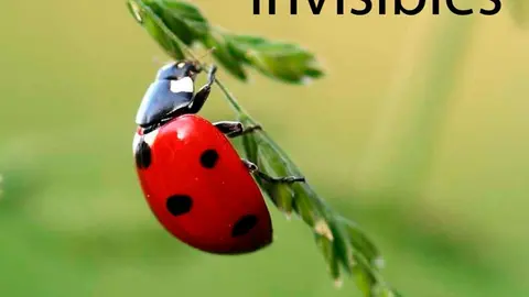 Exposici&oacute;n did&aacute;ctica en Castej&oacute;n &lsquo;Insectos, amigos invisibles&rsquo;
