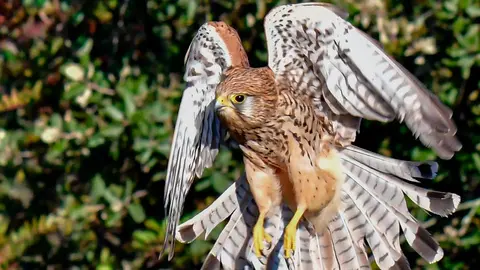 Cern&iacute;calo vulgar (Falco tinnunculus). Imagen cedida por Francisco C&oacute;rdoba