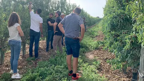 Agromillora almendro 1