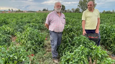 Tudela Hermanos Navarro pimientos 2023