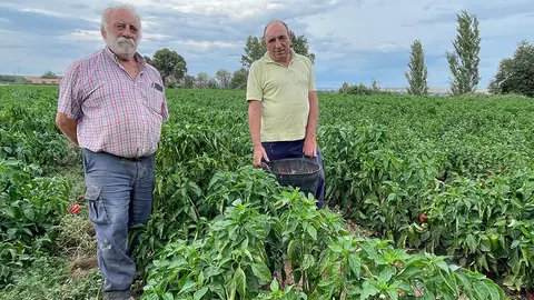 Tudela Hermanos Navarro pimientos 2023 2