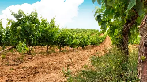 vino vi&ntilde;as