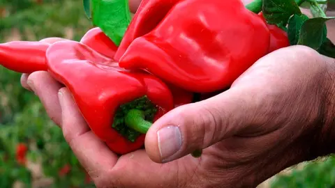 La recolecci&oacute;n del Pimiento del Piquillo de Lodosa ha comenzado con una producci&oacute;n importante