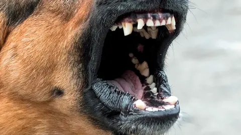 perro peligroso