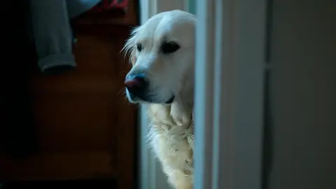 perro