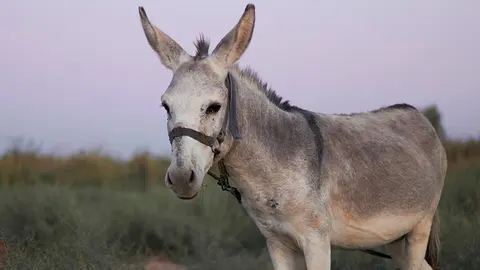 burro