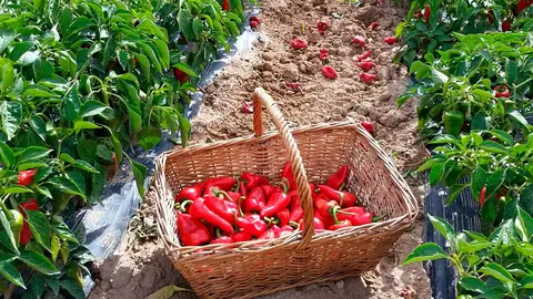 Piquillo de Lodosa