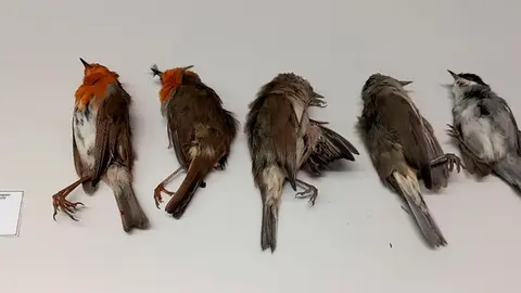 Parte de los &ldquo;pajarillos&rdquo; capturados