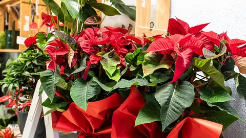 La verdadera estrella de la Navidad es la Flor de Pascua