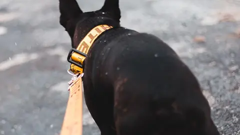perro cadena escapa