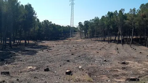 Talas en pinares de Calchetas, junto al hospital Reina Sof&iacute;a de Tudela