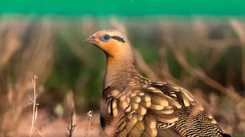 Charla en Tudela &lsquo;Los h&aacute;bitats esteparios y sus especies amenazadas&rsquo;