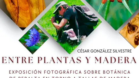 Exposici&oacute;n en Peralta &lsquo;Entre plantas y madera&rsquo; de C&eacute;sar Gonz&aacute;lez Silvestre