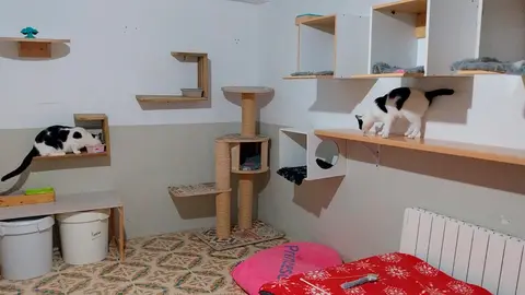 El alumnado de la UCE del IES Benjam&iacute;n de Tudela visit&oacute; el refugio de gatos Muskaria