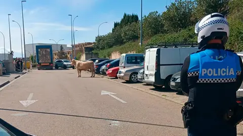 El ternero escapado del matadero de Tudela