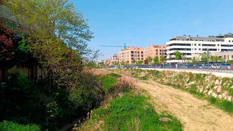 Tudela est&aacute; invadida de ca&ntilde;as y zarzas impidiendo ver el transcurrir de sus aguas