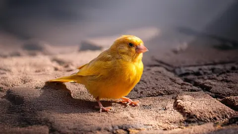 Canario