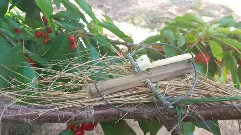 Cepo tipo costilla