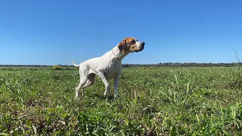 La localidad de S&aacute;daba acoger&aacute; durante los d&iacute;as 10 y 11 de agosto la primera prueba selectiva sobre codorniz salvaje en la que los pointers ser&aacute;n protagonistas
