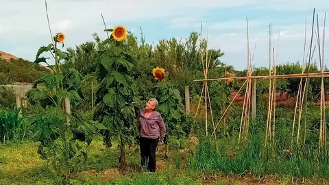 Eva Alonso Lorente con sus girasoles gigantes en la Mejana
