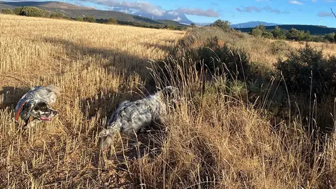 Unos perros de caza en plena acci&oacute;n