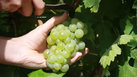 Un buen estado de la uva y la incertidumbre en el sector caracterizan a la vendimia que empieza en la Denominaci&oacute;n de Origen Navarra en localidades de la Ribera Baja y Alta con variedades de uva blanca como la Chardonnay y la Moscatel de Grano Menudo