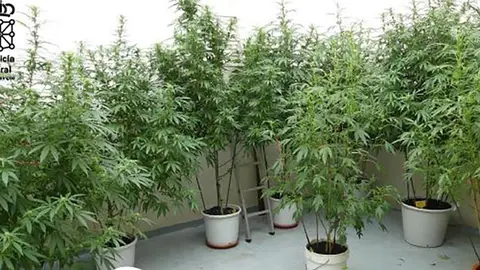 Plantas en estado de floraci&oacute;n y dosis preparadas para vender