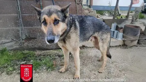 Perro abandonado en Orkoien
