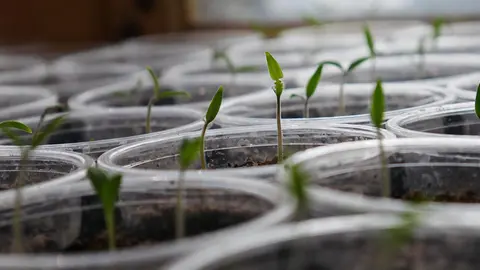 Semillas Planta