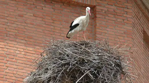 Cig&uuml;e&ntilde;a 1