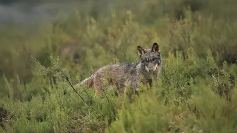 Lobo ib&eacute;rico 