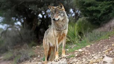 Lobo ib&eacute;rico