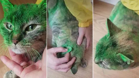 Cinco a&ntilde;os despu&eacute;s del ataque, se celebra el juicio por maltrato a Lana, una gata callejera de Cascante