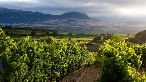 DOCa Rioja Laguardia