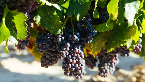 DOCa Rioja Garnacha