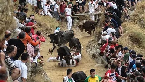 Fiestas de Falces 2025 Encierro del Pil&oacute;n d&iacute;a 19 8