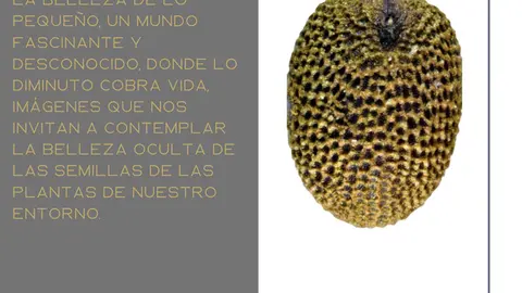 Exposici&oacute;n en Peralta de semillas de Cruz Miguel Babace