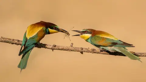 Una pareja de abejarucos en el hide El Cascajo I.jpg