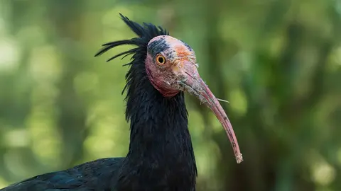 Ibis eremita Geronticus eremita
