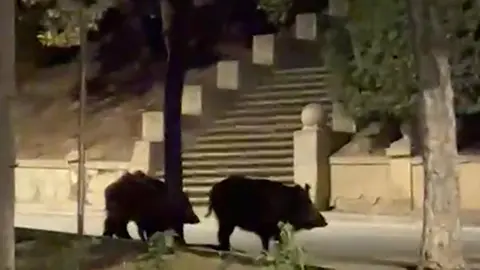 Varios jabal&iacute;es fueron grabados en la entrada de Corella y reavivan la preocupaci&oacute;n en la Ribera