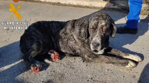Imagen del animal rescatado.